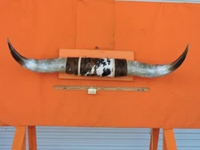 MOUNTED STEER BULL  HORNS 4' 11" tip to tip #299 COW BULL HORN LONGHORN 19" Base