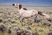 Wild Horse, Wyoming by Larry Ditto Fine Art Print Wildlife Cowboy Ranch 16x23