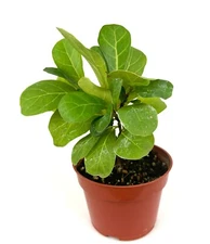 Mini Fiddle Leaf Fig Ficus Lyatra Little Sunshine Houseplants, 4" Pot