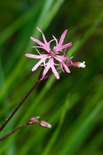 Ragged Robin Seeds – 5g Seeds – British Wild Flower – JustSeed 2830.00 per kilo