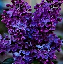 LILACS AT MIDNIGHT Fragrance Oil to craft Candles Soaps Lotions Bath products