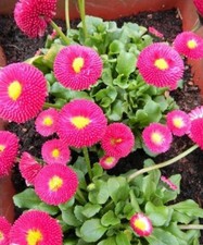 ♫ PAQUERETTE 'Pomponette Fuchsia' ♫ Graines ♫ Plante Ornementale de Rocaille ♫