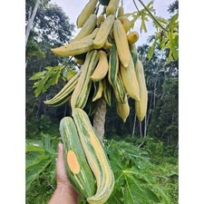 Papaya Carica Variegata Variegated Khaekdam Tropical Rare Se_eds Somtam Thailand