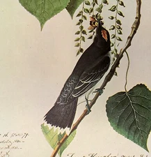 John James Audubon EASTERN KINGBIRD Birds Vintage Art Book Plate 100