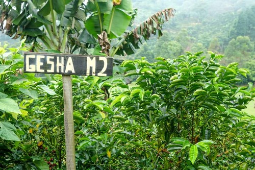 Panama Geisha Coffee Beans Medium Roasted 4 Bags 1 Pound Each - Picture 2 of 24