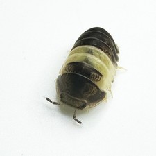 Isopod Factory 25 Cubaris Sp. Panda King Isopods Bioactive Clean Up Crew
