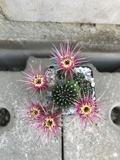 Lobivia Hybride Shinshowa Pink rar Echinopsis Copiapoa Rebutia Nice