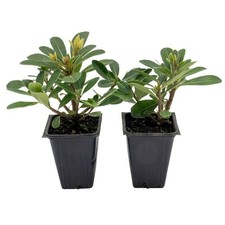 Wheeler  s Dwarf Shrubs  Live Plants in 2.5" Nursery Cubes  Pittosporum Tobira