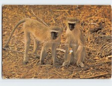 Postcard Vervet Monkeys