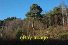 Photo 6x4 Pine tree on the edge of plantation Floating Island valley Cal c2007