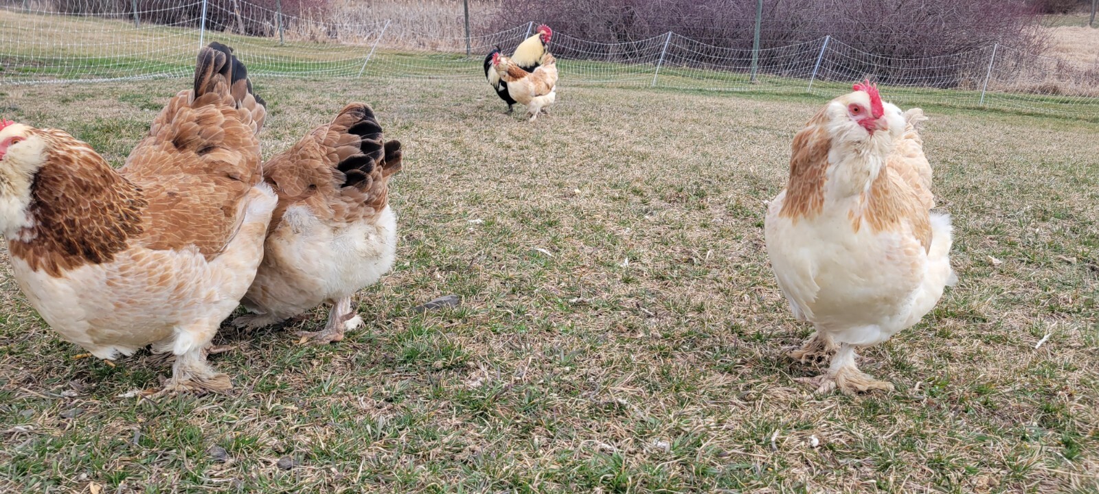 12 Salmon Faverolles Hatching Eggs eBay