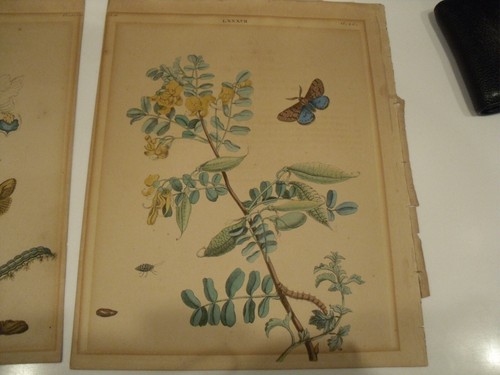 3 Antique Print FLOWERS ,INSECTS-BUTTERFLIES, CATAPILLERS, BUGS, YOU GET 3 SHOWN - Picture 10 of 15