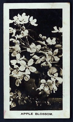 SINCLAIR (J) - FLOWERS & PLANTS (SPECIMEN) - APPLE BLOSSOM