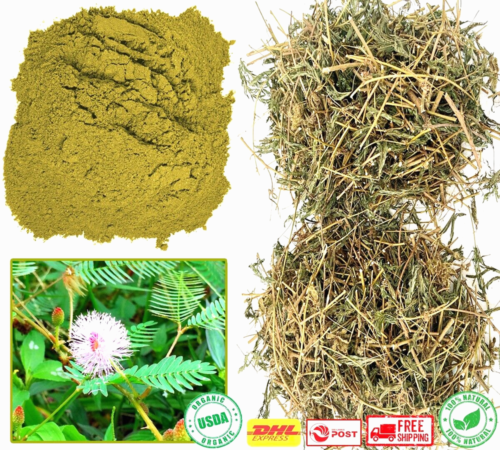 Dried Mimosa Pudica Sensitive Plant Root Leaves Powder Organic Nidikumba Herbal