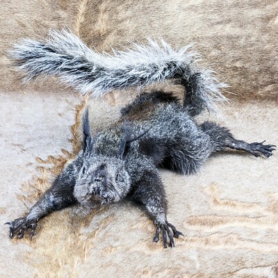 Abert's Squirrel climbing wall hanging mount Taxidermy Oddities Curiosity decor