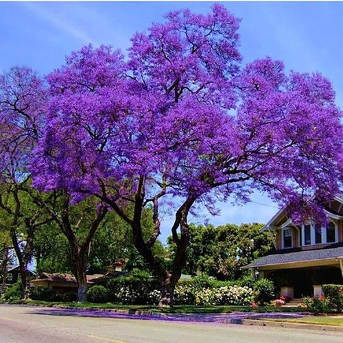 Jacaranda mimosifolia, Jacaranda Azul, Poui Negro, Nupur - 20 a 1000 - Imagen 4 de 5
