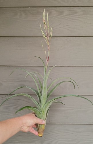 Tillandsia streptophylla x flexuosa / große, gesunde Luftpflanze im Erdspieß / Orchidee