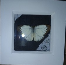 Chocolate Albatross (Appias lyncida) Taxidermy Butterfly Framed Wall Art New