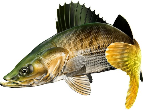 Walleye Beautiful Vinyl Sticker Fish Decals for Boat Car Vehicle Truck Fishing - Bild 4 von 13