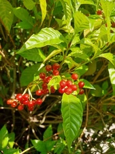 50 Wild Coffee Seeds, Psychotria nerv0sa  (Gathered 2025)