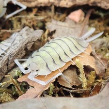 Isopods - Porcellio Bolivari 10 ct