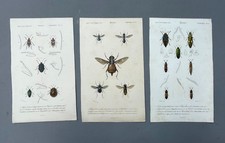 Naturgeschichte, Insekten, Alte Lithographie, Kuriositätenkabinett, 19. Jh.
