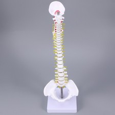 Spine Model for Student Practice Cervical Models