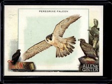 Peregrine Falcon 2023 Topps Allen & Ginter #TT-3 Talonted
