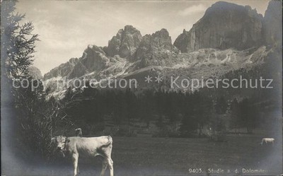 Dolomites Cattle Pasture Cows Mountain Panorama
