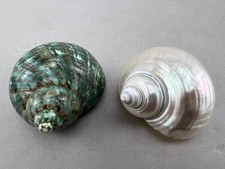 2 Pcs Green and Pearlized Turbo Shell Hermit Crab