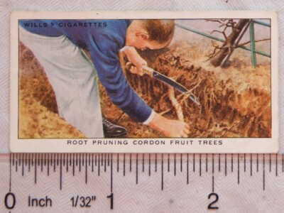 Wills Gartenhinweise Nr. 1938 39 Wurzelschnitt Cordon Obstbäume