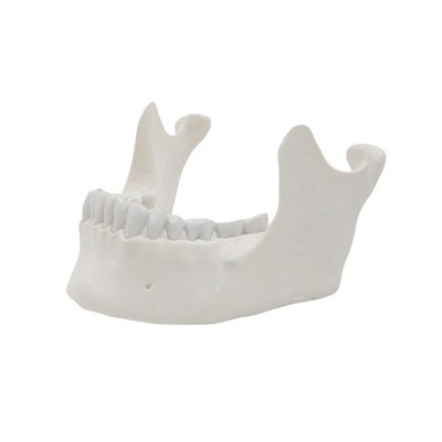 1:1 Lower Jaw Model Mandible Anatomy Inferior Maxilla Anatomical Tool for Lab