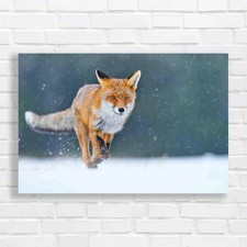 Fox Hunting In Snow Wildlife Scene In Winter Canvas Print Large Picture Wall Art