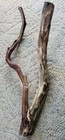 Manzanita Branch Driftwood - LARGE - Reptile/Aquarium /Terrarium/Craft — photo 3