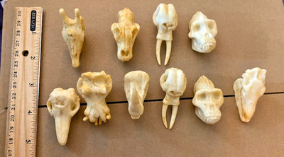 10 Miniature Animal Skulls For Crafts Diorama Jewelry Making Play