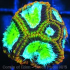 Corals of Eden ~ WYSIWYG Live Coral Frag ~ Psycho Rim Favia Coral ~ LPS SPS — photo 4