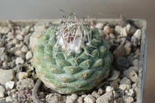 Kaktusy: Strombocactus disciformis MZ 487; 2,3 cm, własne korzenie