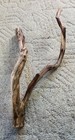 Manzanita Branch Driftwood - LARGE - Reptile/Aquarium /Terrarium/Craft — photo 2