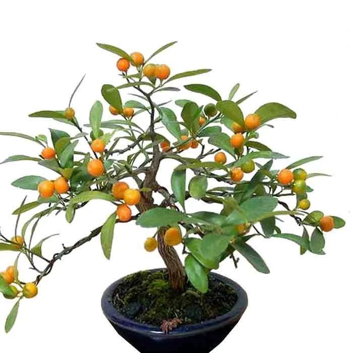 Kumquat de Hong Kong Fortunella hindsii plante d'orangerie hivernage facile pour intérieur