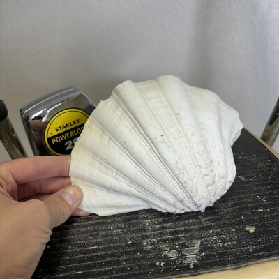 Rare Large 7'' REAL Giant Half Clam Shell Decorative Bowl Display