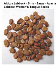 Albizia Lebbeck Siris Saras Acacia Lebbeck Woman's Tongue Seeds 1kg 35.27 OZ '