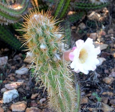 RARE PILOSOCEREUS GOUNELLEI @@ exotic succulent cacti cactus plant seed 20 SEEDS