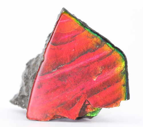 Cherry Red Fossil Ammolite Rarer than Purple 39.4mm 16 g Alberta COA 5815 - Picture 6 of 10