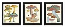 Botanical Mushroom Art Print Set - 3 Pieces
