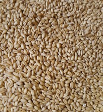 Organic Soft White Winter Wheat Berries - 3 lbs