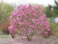 Magnolia Liliiflora Shrub Bush Seeds, Mulan Tulip Lily Flower Magnolia, USA