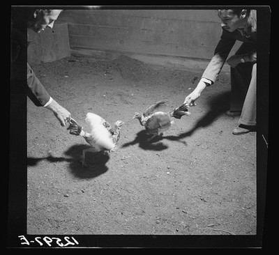 Photo:Puerto Rico 1937 Bird Training Arena Chickens Cockfighting School