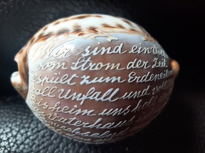 Cypraea tigris graviert- wir sind ein Volk- 90mm top Zustand