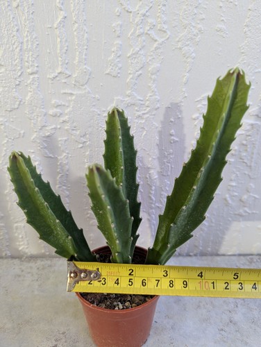Giant Stapelia Carrion Starfish Cactus Rooted 3 Inch Pot Live Plant - Picture 3 of 6