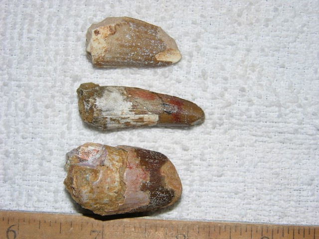 Dinosaur fossil teeth Spinosaurus (3 tooth lot) .75â1.5 inch N19 | eBay